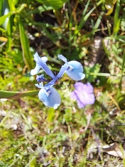 Moraea tripetala
