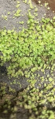 Fissidens bryoides