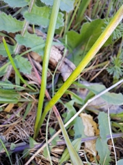 Moraea tripetala