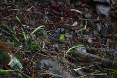 Machlolophus holsti