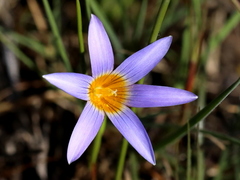 Romulea tabularis