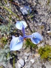 Moraea tripetala