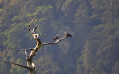 Columba pulchricollis