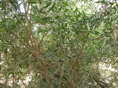 Forestiera