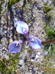 Moraea tripetala
