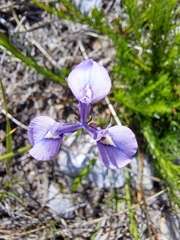 Moraea tripetala