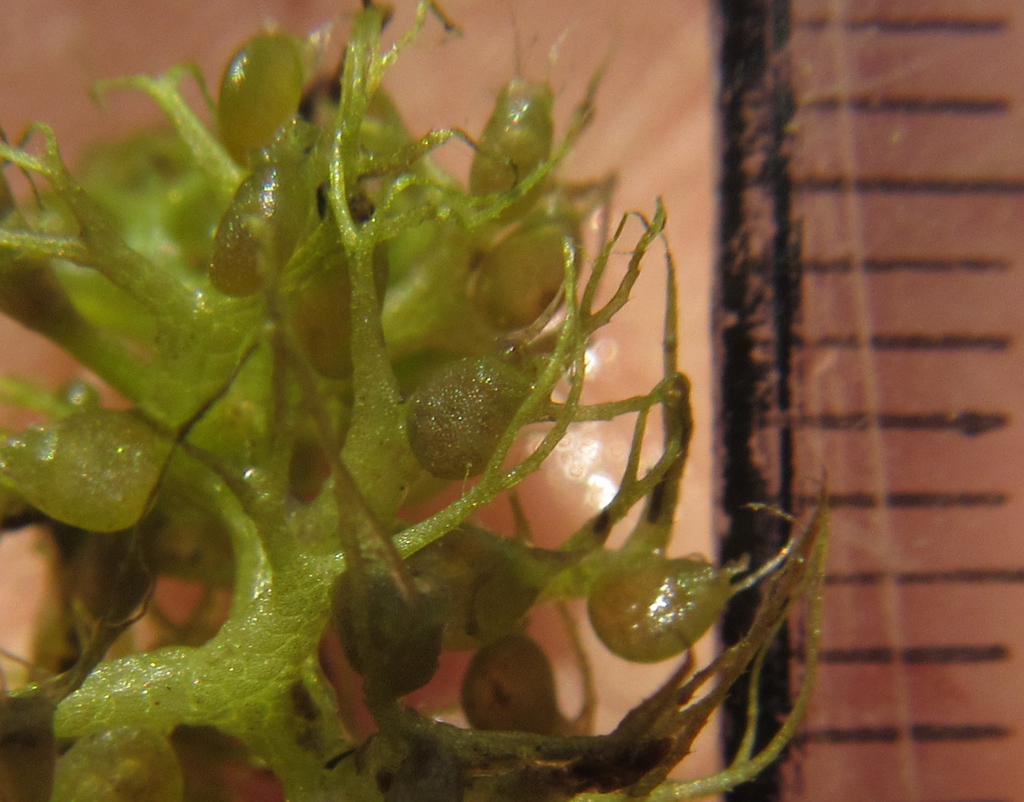 Utricularia raynalii P.Taylor 2