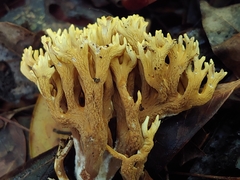 Phaeoclavulina