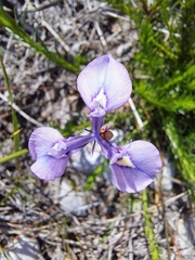 Moraea tripetala