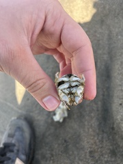 Emerita analoga