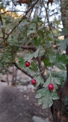 Crataegus laevigata