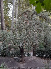 Crataegus laevigata