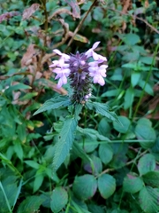 Betonica officinalis