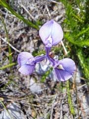 Moraea tripetala