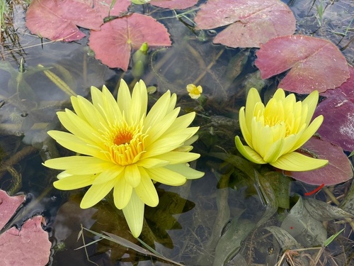 Nymphaea stuhlmannii image