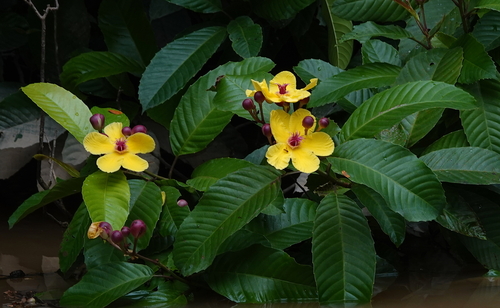 Dillenia excelsa (Dillenia excelsa)