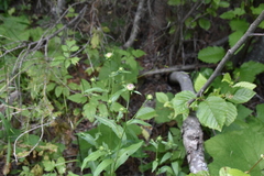 Symphyotrichum laeve