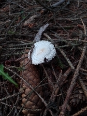 Leucoagaricus nympharum