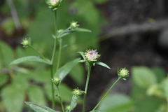 Symphyotrichum laeve