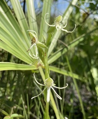 Habenaria quinqueseta