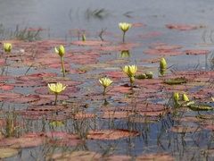 Nymphaea stuhlmannii image