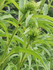 Cycloneda sanguinea