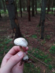 Leucoagaricus nympharum