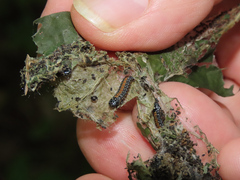 Omphalocera munroei
