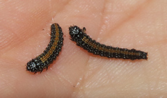 Omphalocera munroei