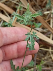 Convolvulus althaeoides