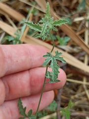 Convolvulus althaeoides
