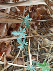 Convolvulus althaeoides