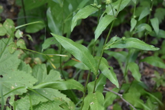 Symphyotrichum laeve