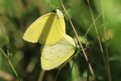 Eurema hecabe