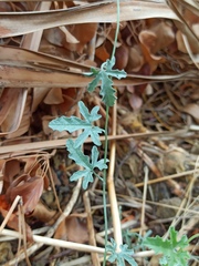Convolvulus althaeoides