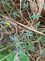 Convolvulus althaeoides