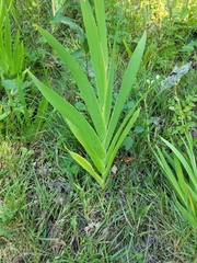 Iris domestica