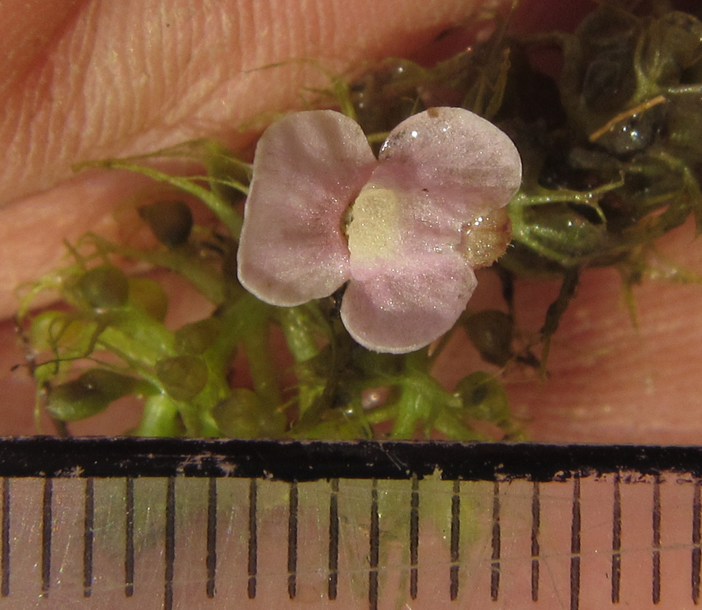 Utricularia raynalii P.Taylor 3