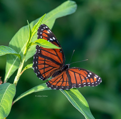 Limenitis archippus floridensis
