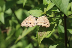 Junonia almana