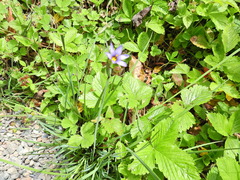 Sisyrinchium montanum