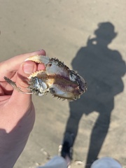 Metacarcinus magister