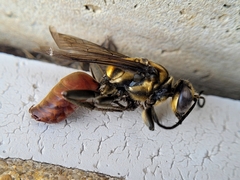 Sphex habenus