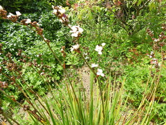 Libertia chilensis