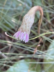 Gerbera cordata