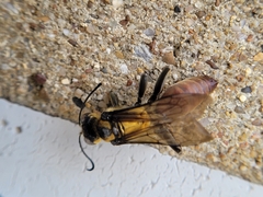 Sphex habenus