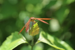 Neurothemis fulvia