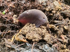 Galactinia saniosa