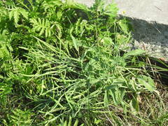 Brassica napus