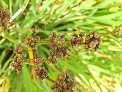 Libertia chilensis